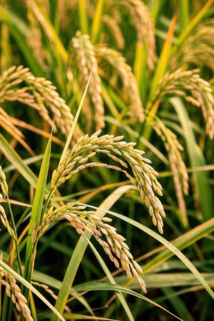 Close up of rice plant in rice field, rice paddy.の素材