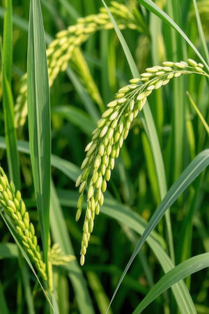 Close up of rice plant in rice field with blue sky background.の素材