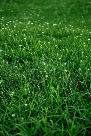 Green grass texture background with small white flowers in the meadow.の素材