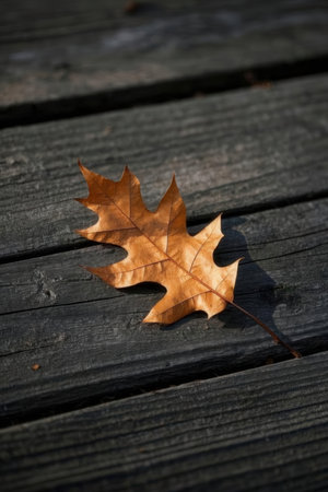 autumn leaf on a wooden walkway, closeup of photoの素材