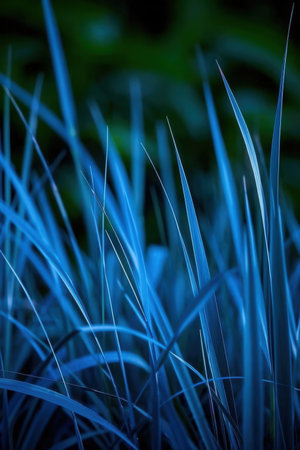 Close up of blue grasses in the garden. Natural background.の素材
