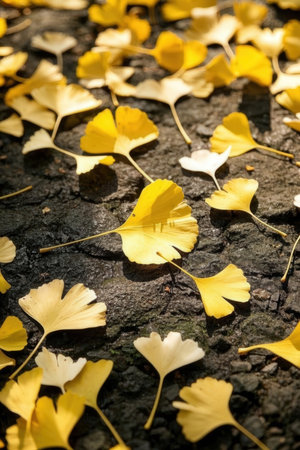 Ginkgo biloba leaves on the ground. Autumn background.の素材