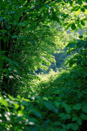 Beautiful green forest in the summer time. Green leaves background.の素材