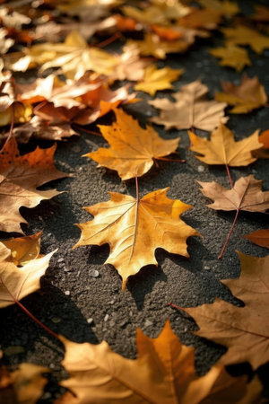 Autumn leaves on asphalt background. Fall season concept. Toned.の素材