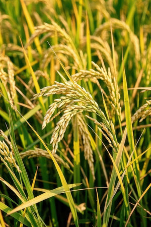 Close-up of rice spike in rice field,Thailand.の素材