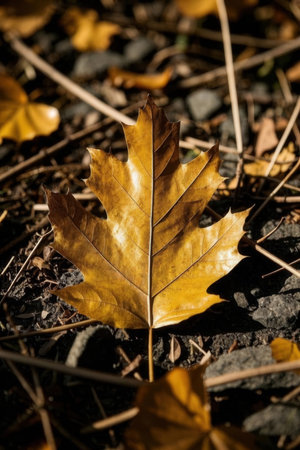 Yellow autumn leaf on the ground. Selective focus. Shallow depth of fieldの素材