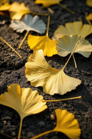 Yellow ginkgo leaves on the ground. Autumn background. Toned.の素材
