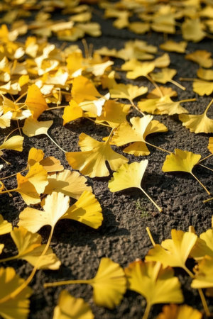 Yellow ginkgo leaves on the ground in autumn. Autumn backgroundの素材