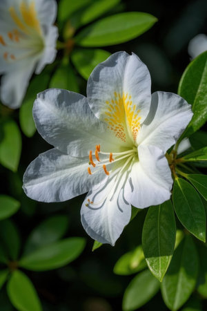 White rhododendron flower with green leaves in the gardenの素材