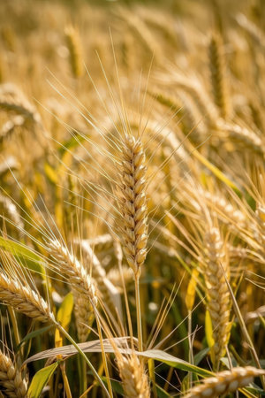 Golden ears of wheat in the field. Shallow depth of field.の素材