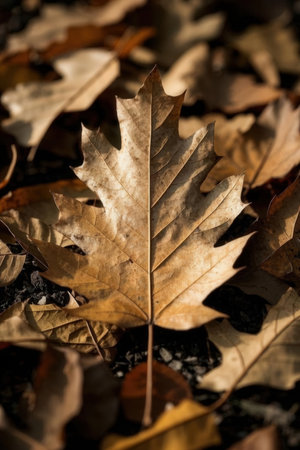 Dry leaves on the ground in the autumn forest. Selective focusの素材