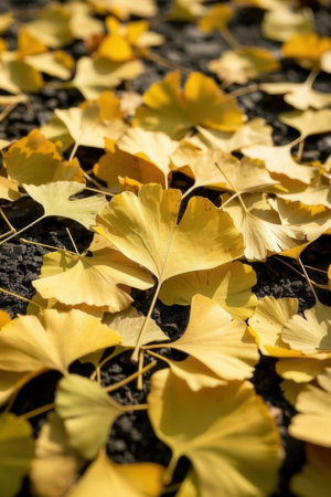 Ginkgo leaves on the ground in autumn, note shallow depth of fieldの素材