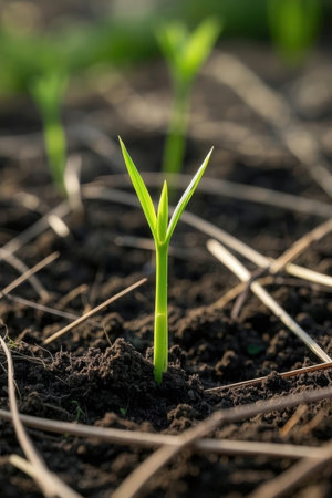 Young green seedling growing in soil, closeup of seedlingの素材