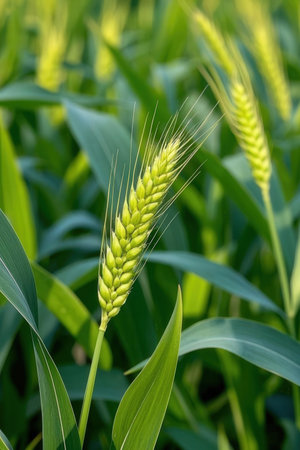 Green ears of wheat on a background of the field. Close-upの素材