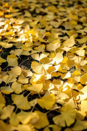 Yellow ginkgo leaves on the ground in autumn. Background.の素材