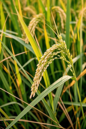 Close up of rice spike in the rice field with blurred background.の素材