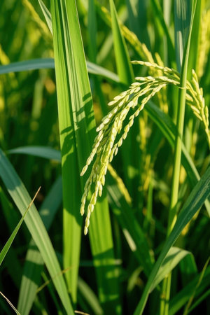 Close up of rice plant in rice field, Thailand. Selective focus.の素材