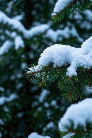 Snow on the branches of a fir tree in the winter forest.の素材