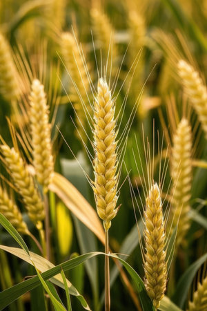 Closeup of a wheat field in the summer. Shallow depth of fieldの素材
