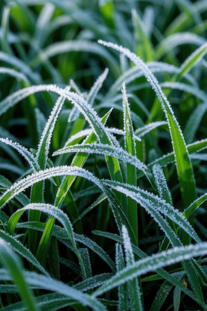 Frost on green grass in the morning. Close-up.の素材