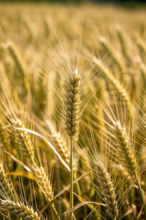 golden wheat field in the countryside, close-up of earsの素材