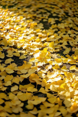 Ginkgo leaves on the ground in autumn season, selective focusの素材