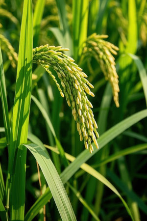 Close up of rice field in the countryside of Thailand, rice is a healthy food.の素材