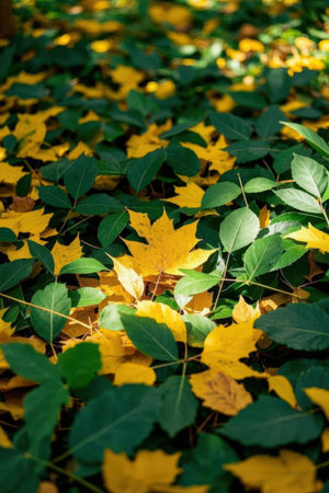 Fallen leaves on the ground in the park. Selective focus.の素材