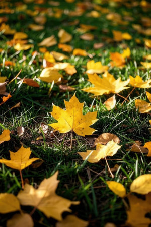 Yellow maple leaves on the grass in autumn. Selective focus.の素材