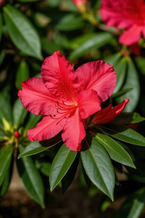 Azalea flowers in the garden, closeup of red flowersの素材