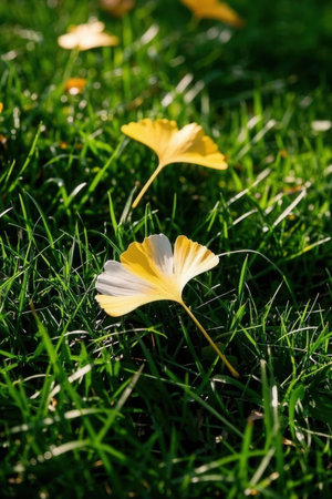 Yellow ginkgo leaves on green grass in a sunny day.の素材