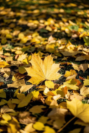 Colorful autumn leaves on the ground in the park. Selective focusの素材