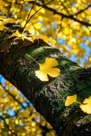 Ginkgo biloba leaves on a tree trunk in autumn.の素材