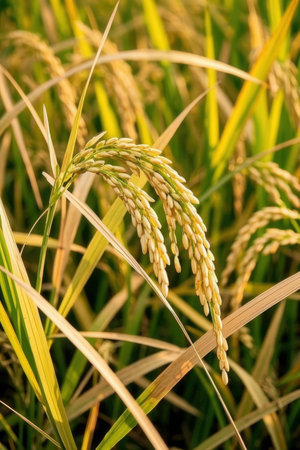 Rice field in the countryside, close up of rice ears.の素材