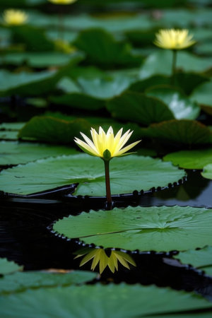 Yellow lotus flower on the water with green leaf background, Thailand.の素材