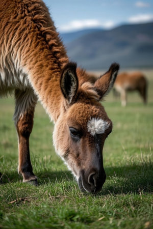 Llama grazing on a pasture in Patagonia, Argentinaの素材