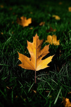 Autumnal maple leaf on green grass, shallow depth of fieldの素材