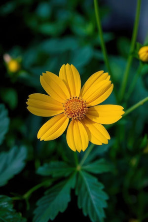 Yellow flower in the garden. (Cosmos bipinnatus)の素材