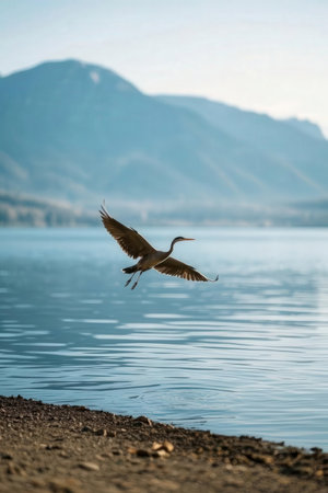 Gray heron flying over a lake in the morning light with mountains in the backgroundの素材