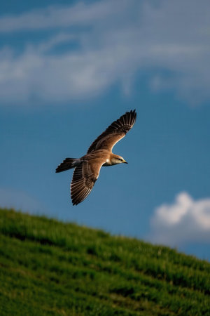 seagull flying in the blue sky over a green meadowの素材