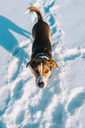Portrait of a beagle dog on the snow in winter.の素材