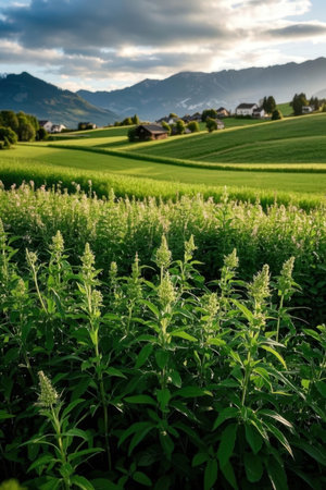 Rural landscape in Bavaria, Germany, Europe. Beautiful green meadow.の素材