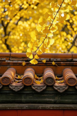 Ginkgo leaves on the roof of chinese temple in autumnの素材
