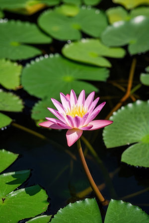 Pink lotus flower blooming in the pond with green leaves.の素材
