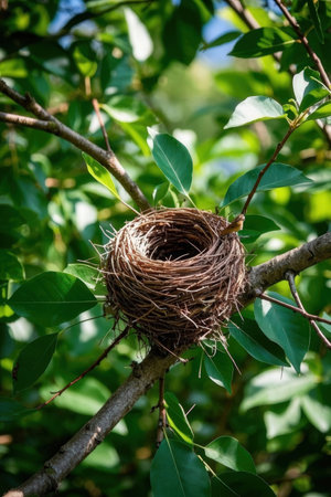 Empty bird's nest on a tree branch with green leaves in the backgroundの素材