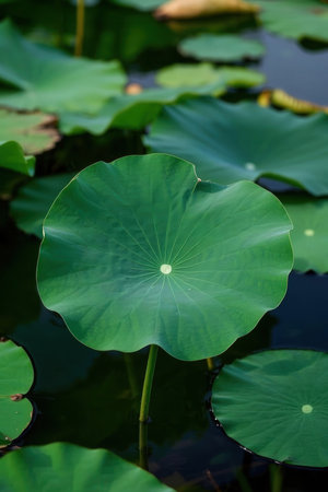 Lotus leaf in the pond, natural background, lotus leafの素材