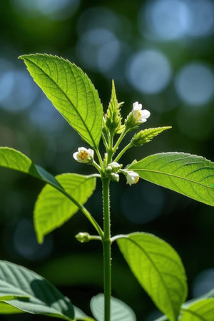 Sesame seedlings with white flowers and green leaves on a blurred backgroundの素材