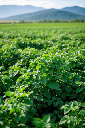 Potato field in the summer. Young potato plants in the field.の素材