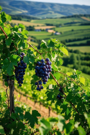 Ripe red wine grapes on vineyards in Tuscany, Italyの素材