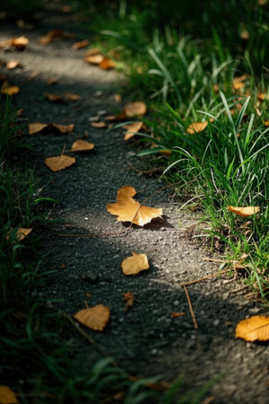 Fallen leaves on the sidewalk in the park. Selective focus.の素材